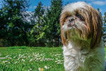 Photo Shih Tzu
