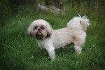 Photo Shih Tzu