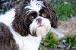 Photo Shih Tzu