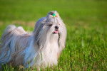 Photo Shih Tzu