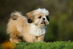 Photo Shih Tzu