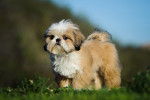 Un Shih Tzu en train de se promener dehors