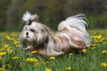 Photo Shih Tzu