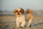 Un Shih Tzu debout sur la plage