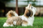 Un Shih Tzu sur l'herbe et vu de côté