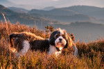 Un Shih Tzu dans de l'herbe sèche au sein d'un paysage de collines