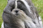Un Shih Tzu gris et blanc avec le pelage dans le vent