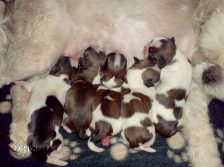 chiot - Shih Tzu (3 mois)