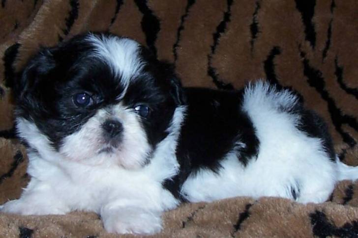 Charlie - Shih Tzu Mâle (11 mois)