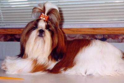Shih Tzu - Shih Tzu