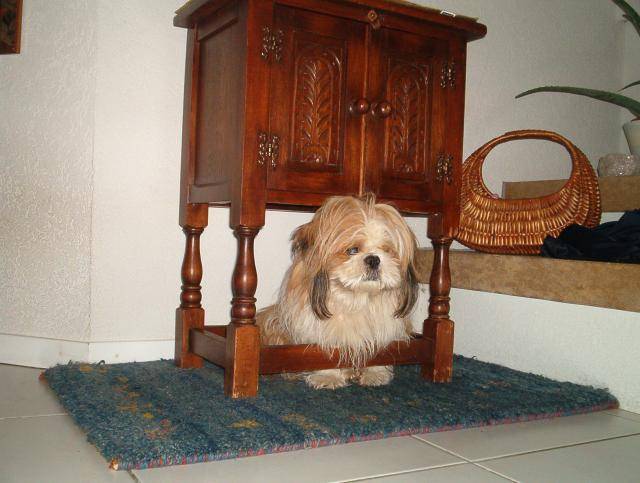 Shih Tzu Tara - Shih Tzu