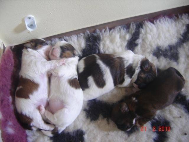 shih tzu - Shih Tzu