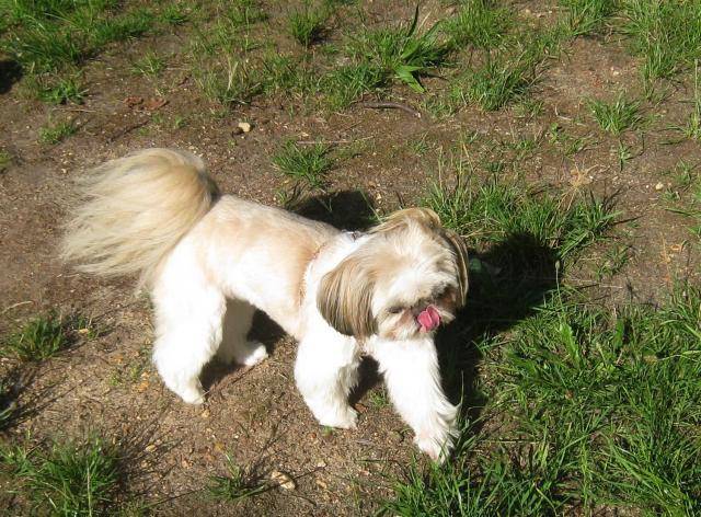 Shih-Tzu - Maya - Shih Tzu