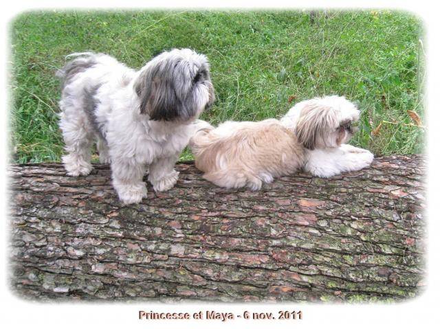 Shih-Tzu princesse et maya - Shih Tzu