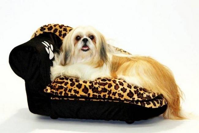 Maya Shitzu de 6 ans - Shih Tzu (6 ans)