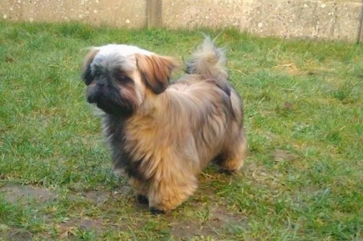 Mystique - Shih Tzu (5 mois)