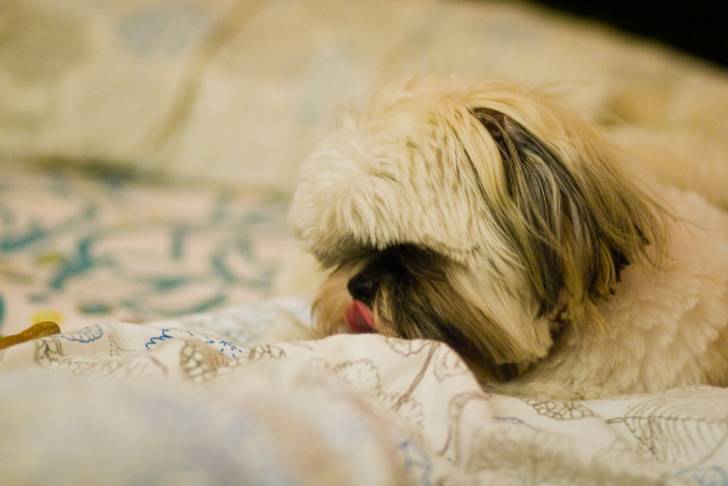 Photo Shih Tzu