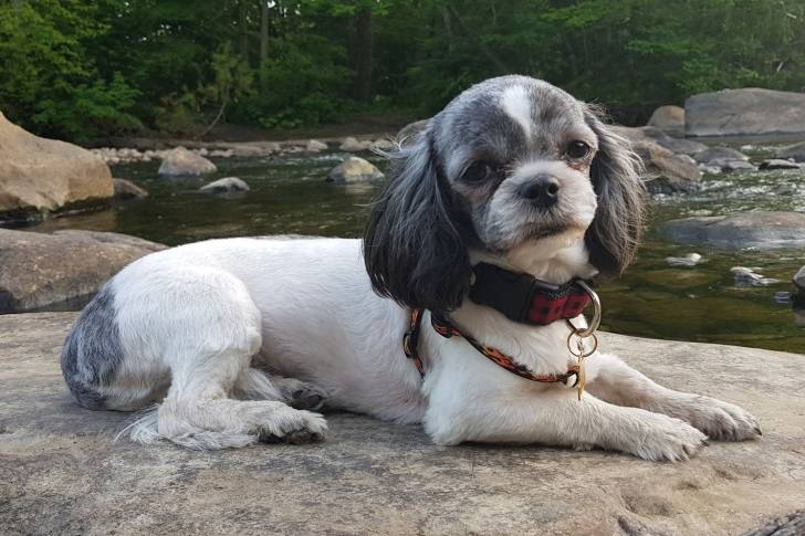 Microbe - Shih Tzu (9 mois)