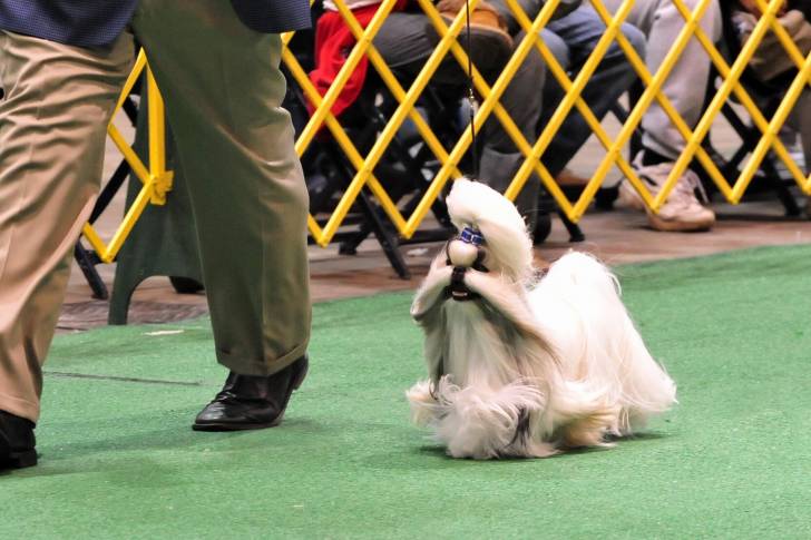 Photo Shih Tzu
