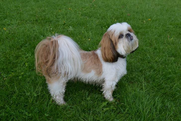 Photo Shih Tzu