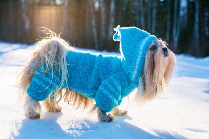 Photo Shih Tzu