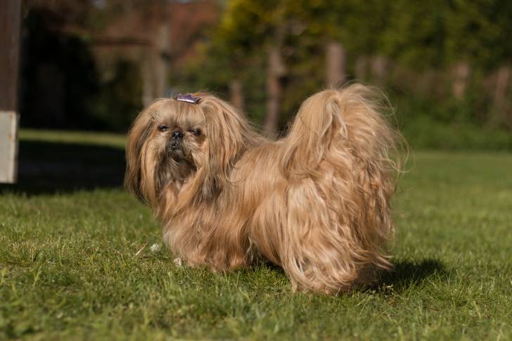 Photo Shih Tzu