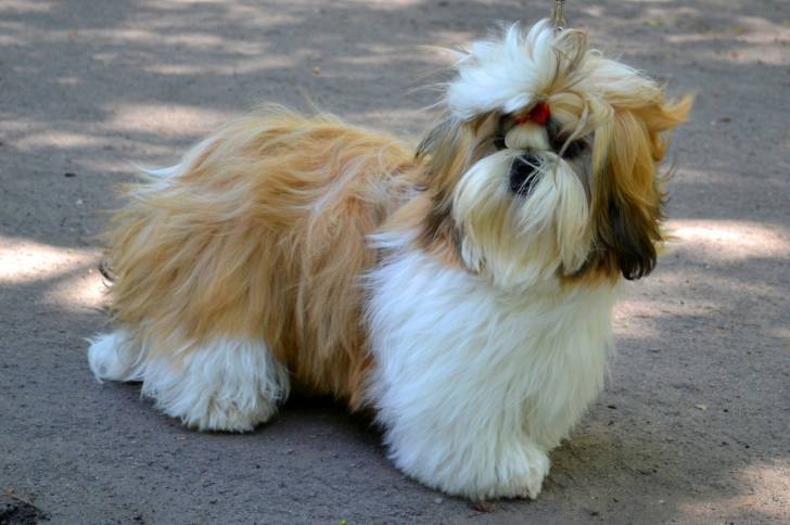 Un Shih Tzu en extérieur