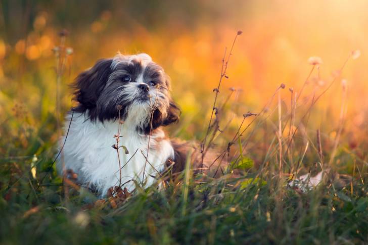 Un Shih Tzu dans un champ de fleurs sauvages
