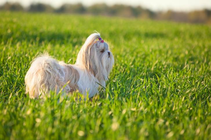 Photo Shih Tzu