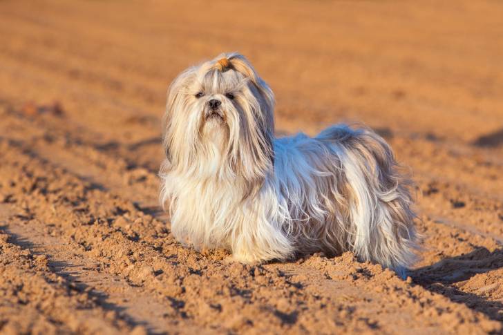Un Shih Tzu sur un chemin de terre
