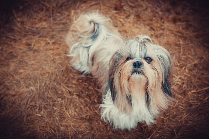 Un Shih Tzu avec le poil parfaitement brossé