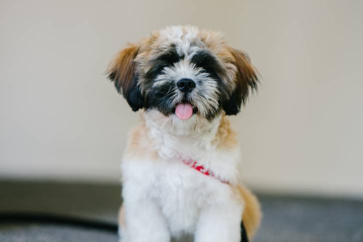Un Shih Tzu assis face à l'objectif