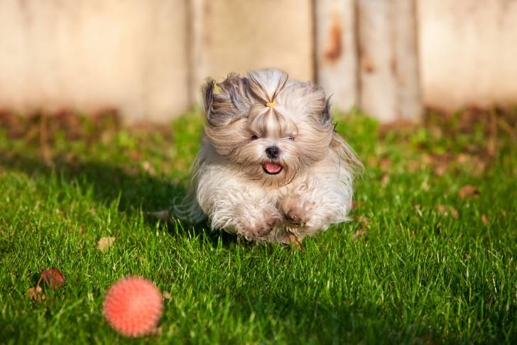 Un Shih Tzu en train de courir après une balle en plastique