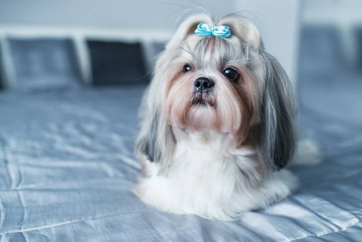Un Shih Tzu allongé sur un lit