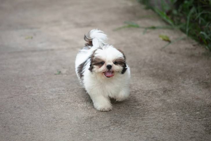 Un Shih Tzu marchant sur une voie bitumée et ayant la langue pendante 