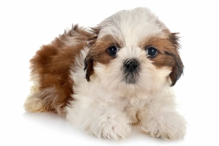 Un Shih Tzu allongé et regardant vers la caméra 