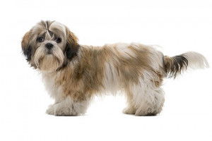 Un Shih Tzu en position statique