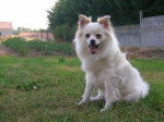 tobby loulou de pomeranie - Spitz Allemand