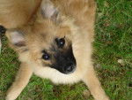 Louna Spitz allemand moyenne de 7 mois - Spitz Allemand (7 mois)