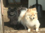 spitz nain (Poméranien), Louky(noir) & Fille(blonde) - Spitz Allemand