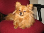 Gipsy, petite spitz allemand ! - Spitz Allemand