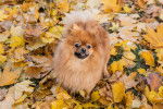 Un Spitz Allemand assis sur des feuilles d'automne