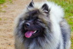 Photo Spitz Allemand
