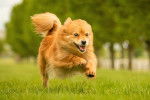 Un Spitz Allemand en train de courir dans un parc