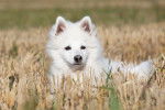 Photo Spitz Allemand