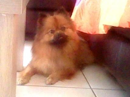 Bouba - Spitz Allemand Mâle (1 an)