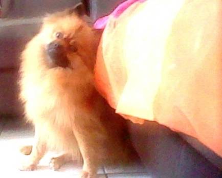 Bouba - Spitz Allemand Mâle (1 an)