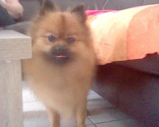 Bouba - Spitz Allemand Mâle (1 an)
