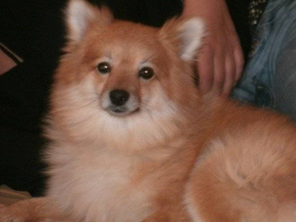 eliot - Spitz Allemand Mâle (1 an)