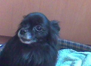 Estrella - Spitz Allemand (8 ans)